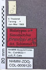 Etikett zu Dalopius cognatus (Brown, 1934)